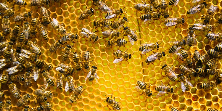 arı sürüsü için ingilizce kelime - swarm of bees