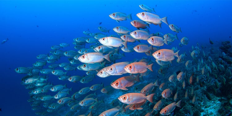 balık sürüsü için kullanılan ingilizce kelime - school of fish