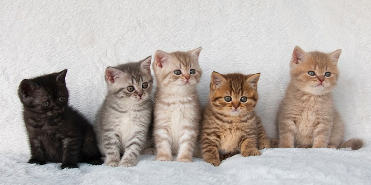 ingilizce kediler için kullanılan kelime - kindle of kittens