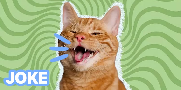 ingilizce kısa şakalar