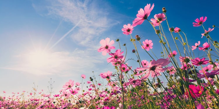 çiçeklerin ingilizcesi ve çok daha fazlası