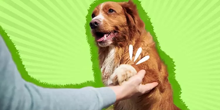 dog kelimesi ile ilgili ingilizce deyimler