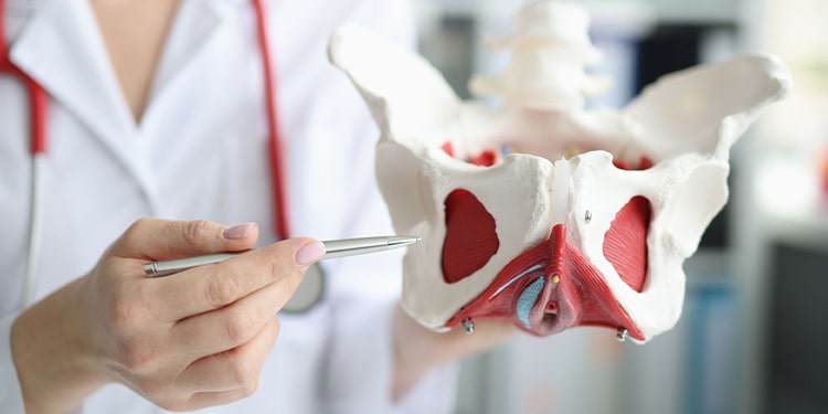 ingilizce organ isimlerinin kullanımı