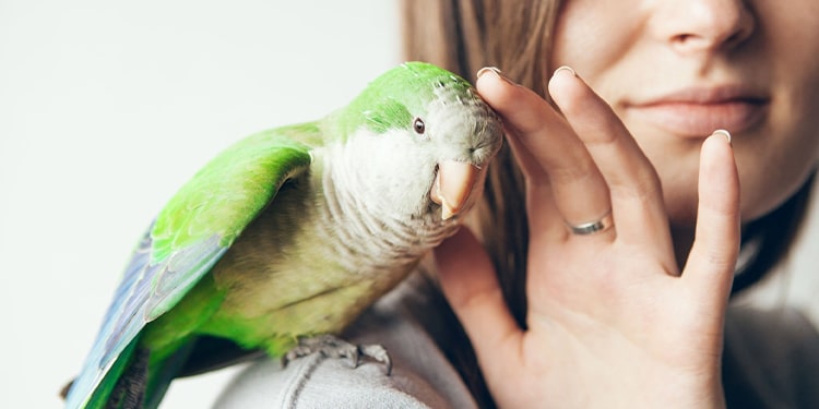 en güzel ingilizce kuş isimleri - dişi ve erkek ingilizce kuş isimleri