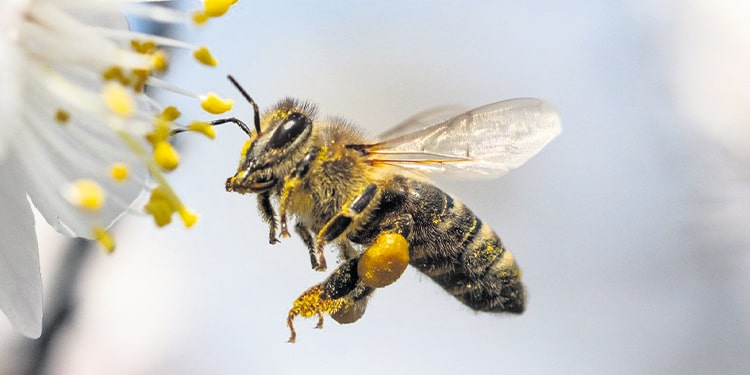 hayvan isimleri geçen ingilizce deyimler - busy as a bee